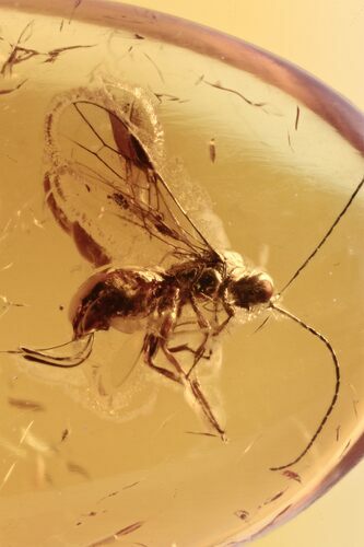 Fossil Parasitoid Wasp (Braconidae) In Baltic Amber #270606